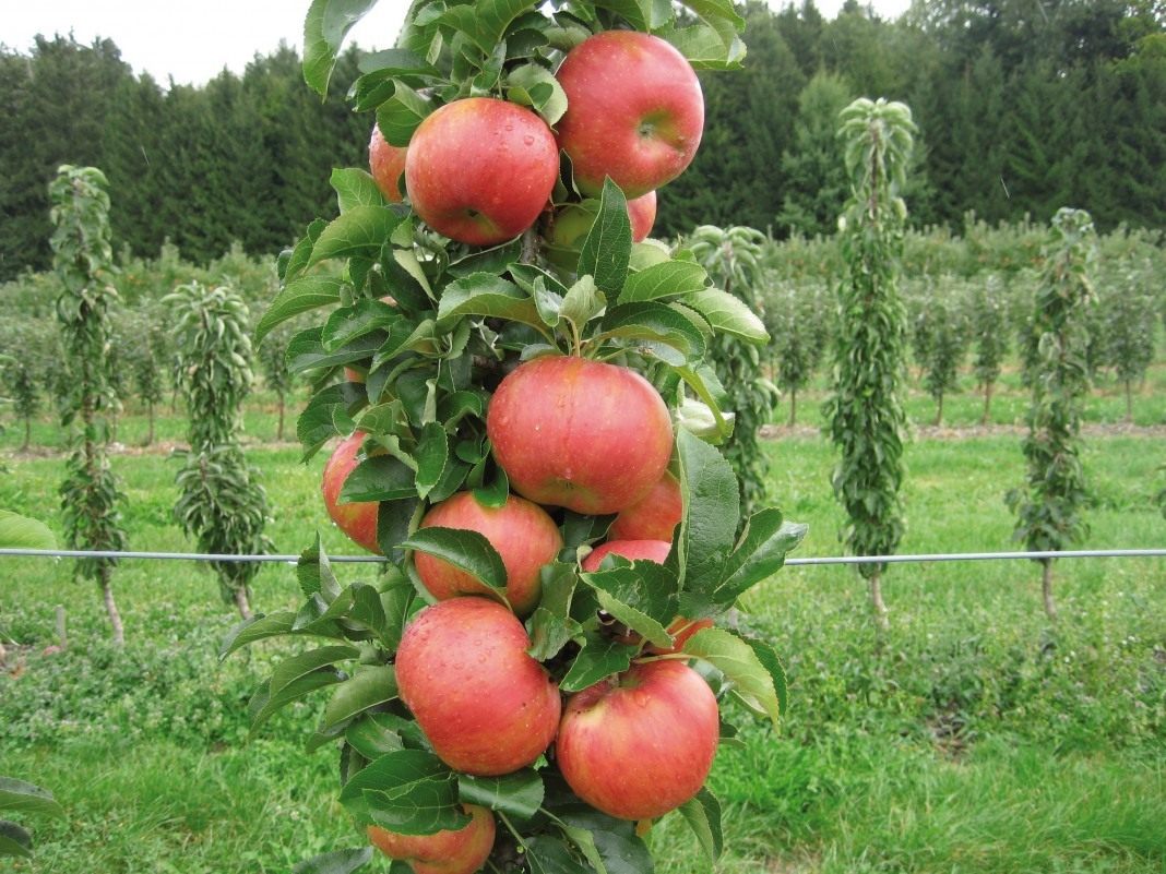 фото яблони персиянка