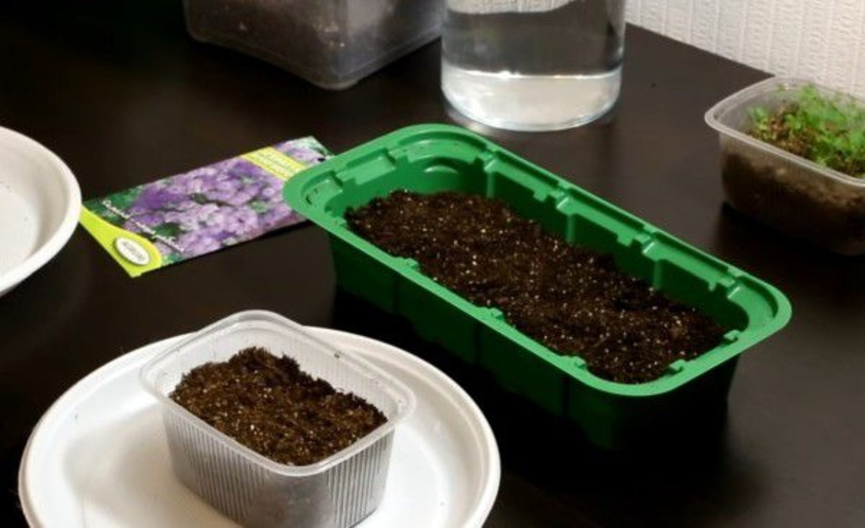 Посев агератума на рассаду в домашних условиях