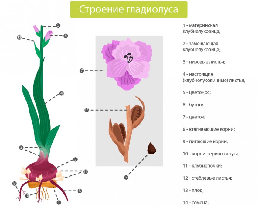 Схема посадки фрезии