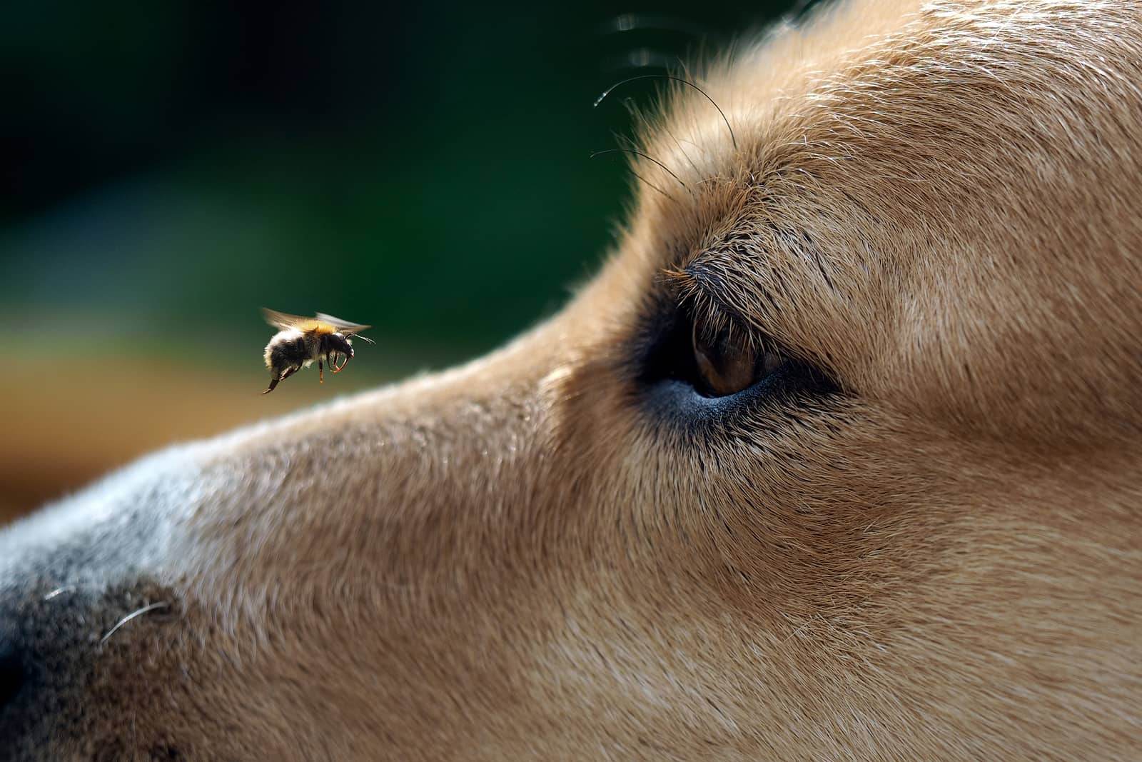 Собака пчела