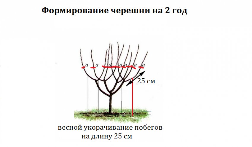 Как обрезать черешню 3 года. Схема формировки черешни. Формировка черешни KGB. Формировка черешни кустом. Формировка черешни испанский куст.