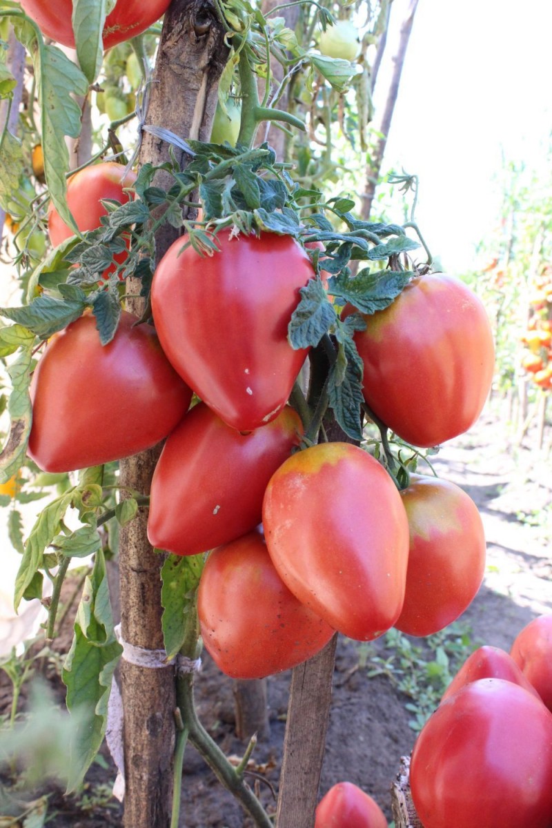 сорта томатов розовая стелла