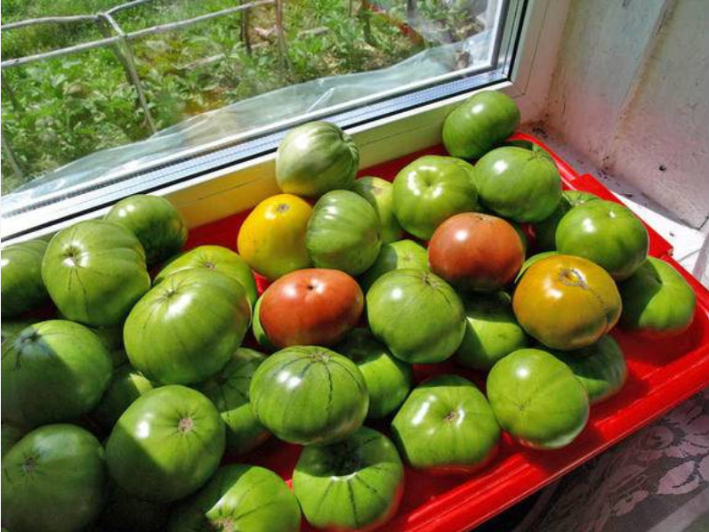 Можно ли под помидоры класть. Зеленые помидоры на подоконнике. Зеленые помидоры дозревают. Помидоры в ящике. Зеленые томаты на подоконнике.