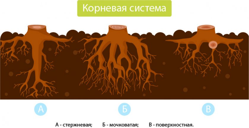 Ель корневая система схема