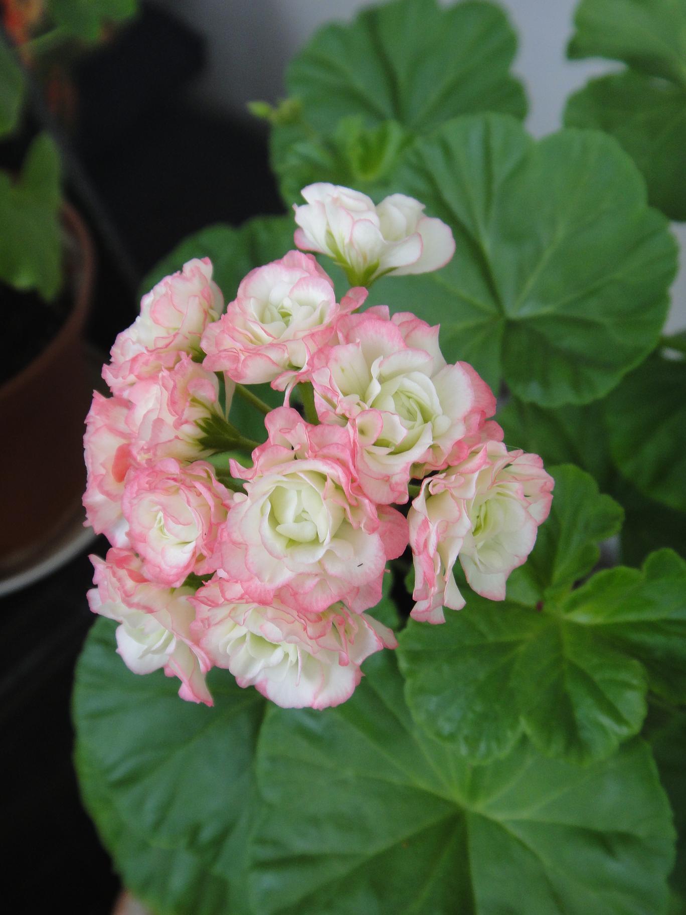 Пеларгония apple blossom. Пеларгония Appleblossom Rosebud. Пеларгония Эппл блоссом. Пеларгония Эппл блоссом розебуд. Герань Эппл блоссом.